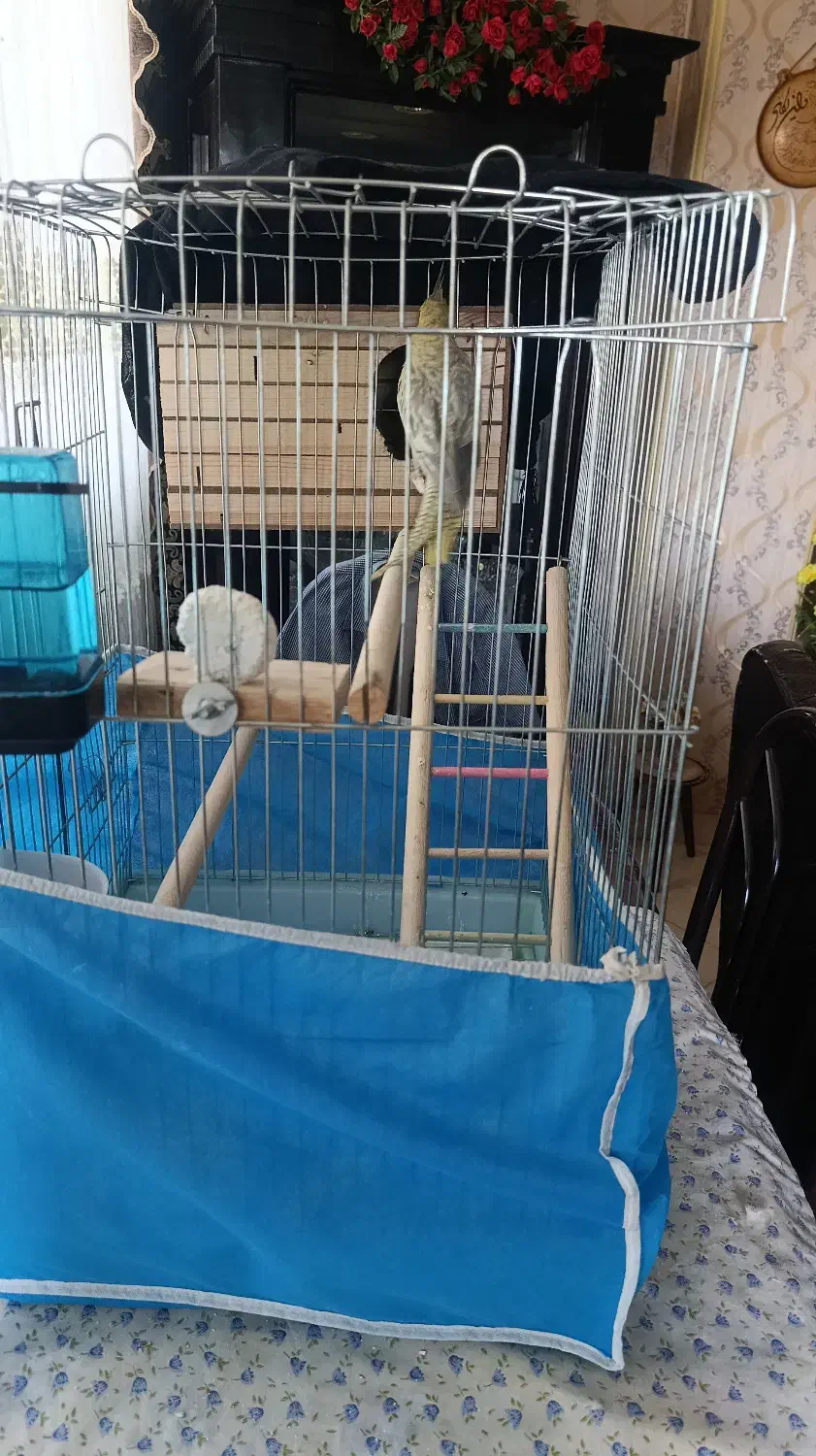 پرنده|پرنده|فردیس, سرحد آباد|دیوار