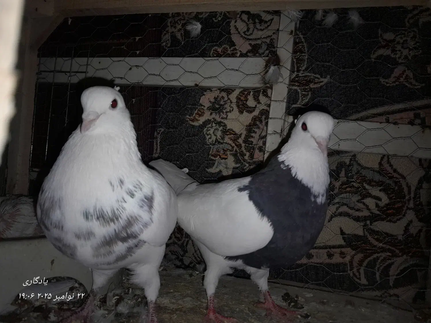 کفتر|پرنده|مشهد, انصار|دیوار