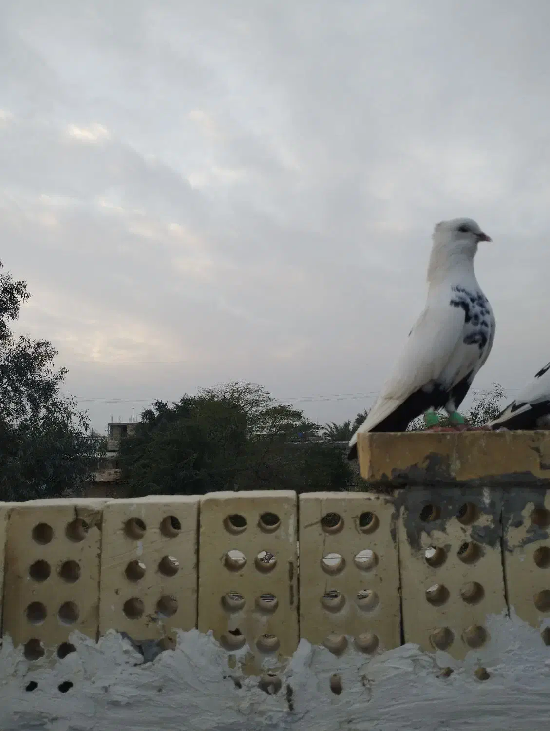 دوم سیاه|پرنده|قم, انسجام|دیوار