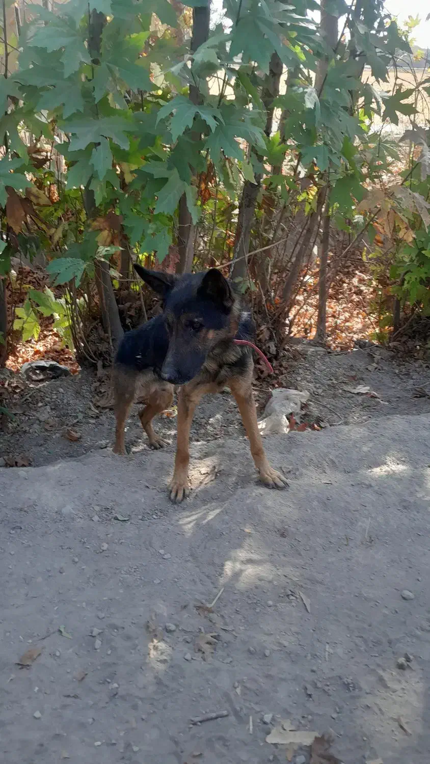 سگ نگهبان|سگ|مبارکه, |دیوار