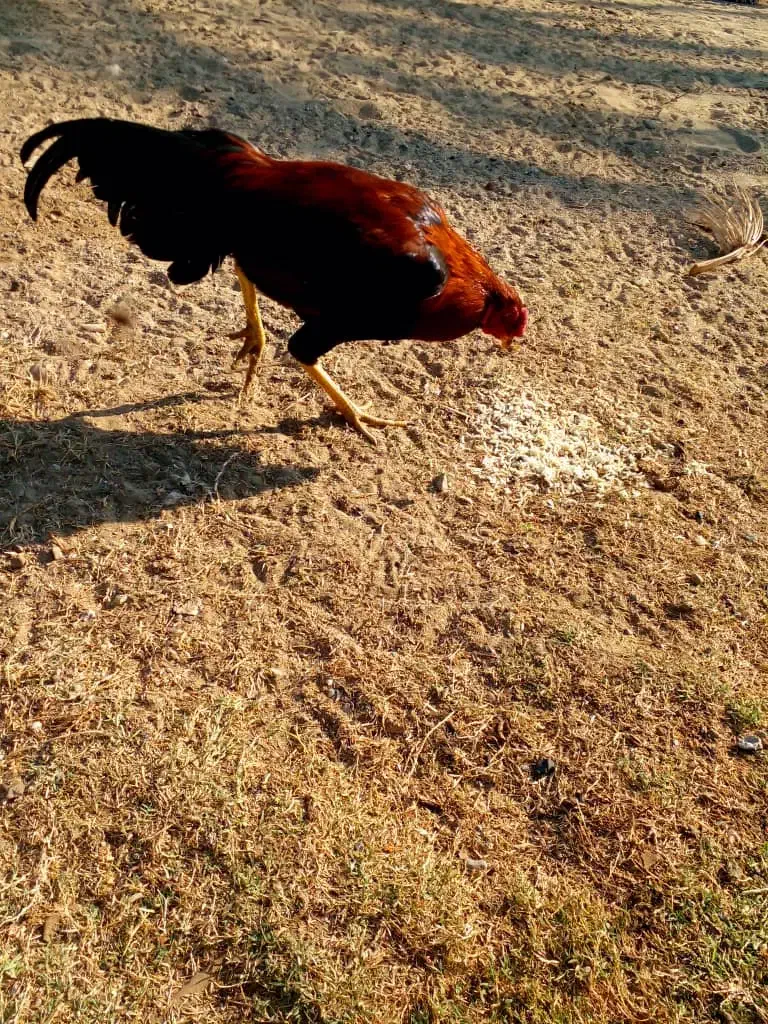 مرغ و خروس اصیل نژاد دار|حیوانات مزرعه|بمانی, |دیوار