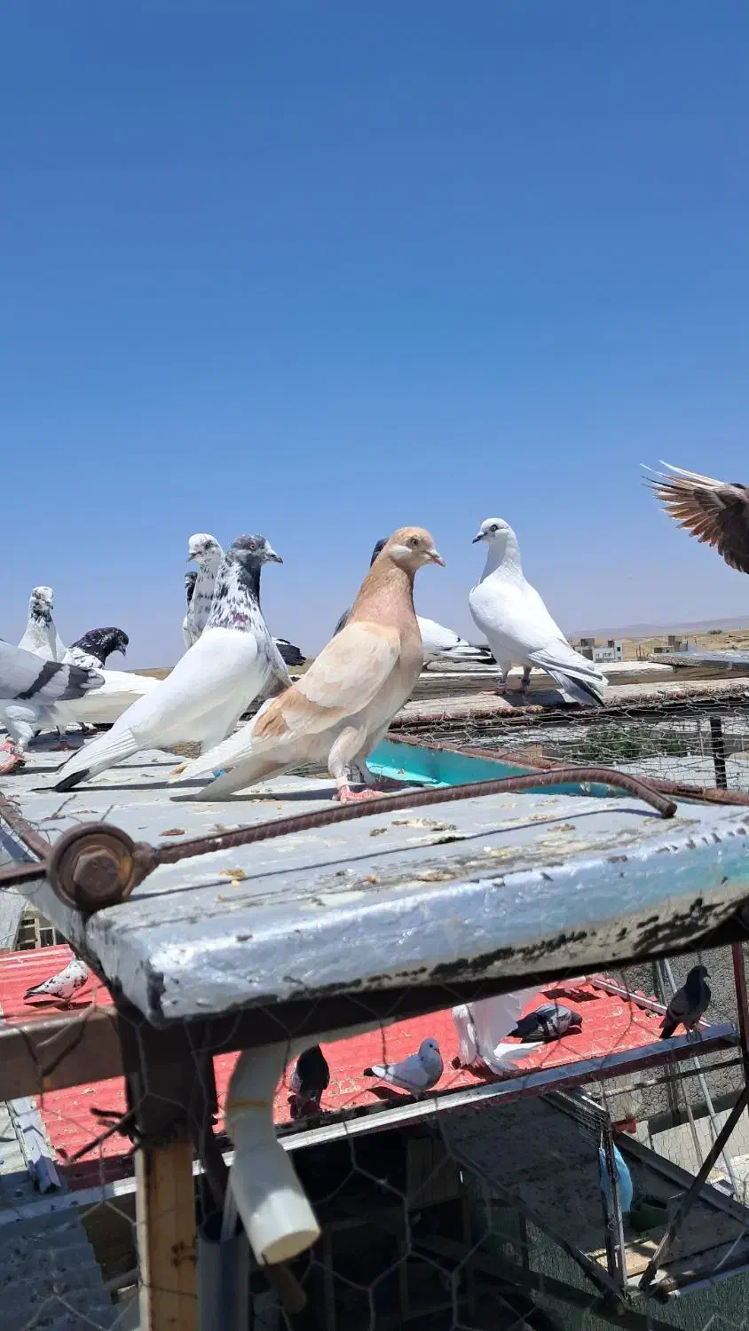 کبوتر یه جایی|پرنده|سریش آباد, |دیوار