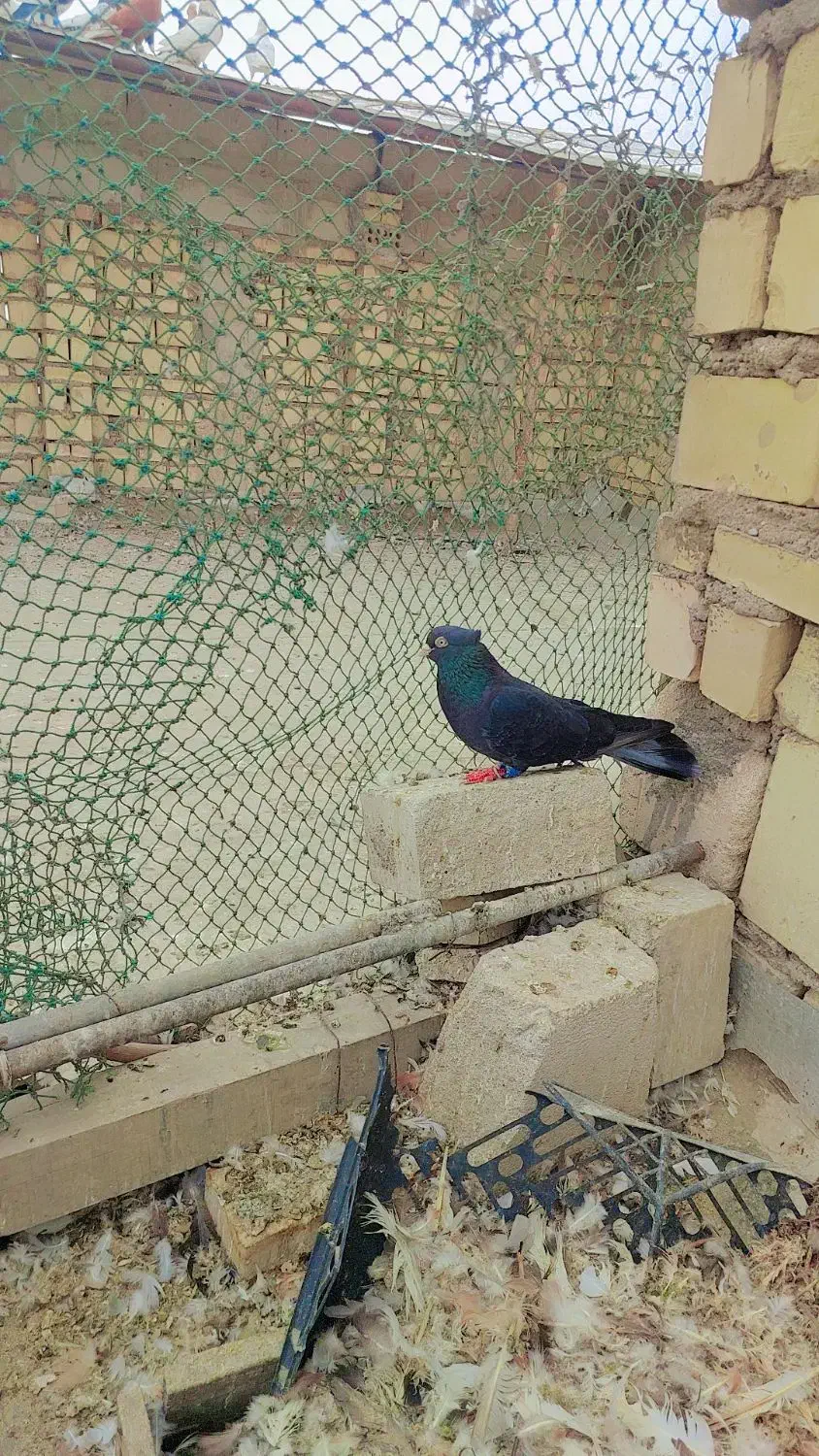 گرفتنی|پرنده|خرمشهر, |دیوار