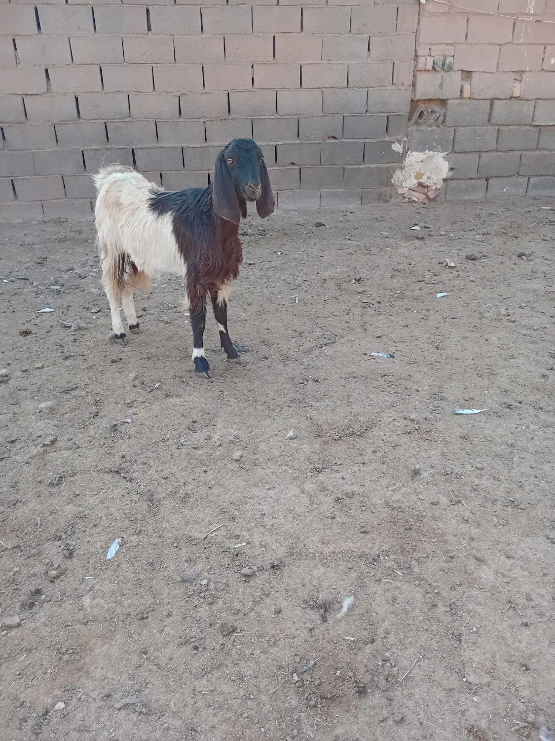 یکساله جنس دار فروشی|حیوانات مزرعه|تربت جام, معدآباد|دیوار
