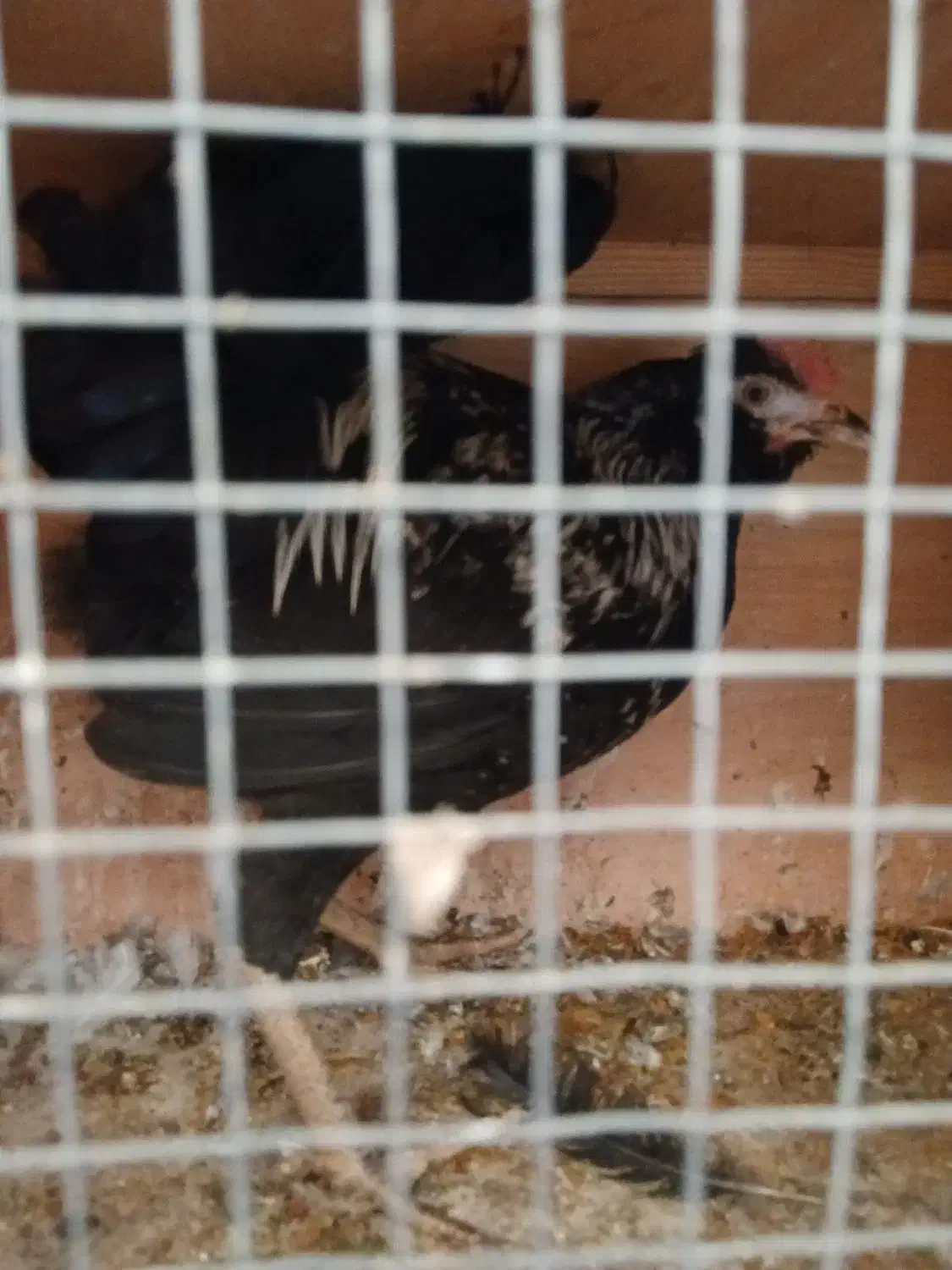 جوجه خروس|حیوانات مزرعه|اسلامشهر, مطهری|دیوار