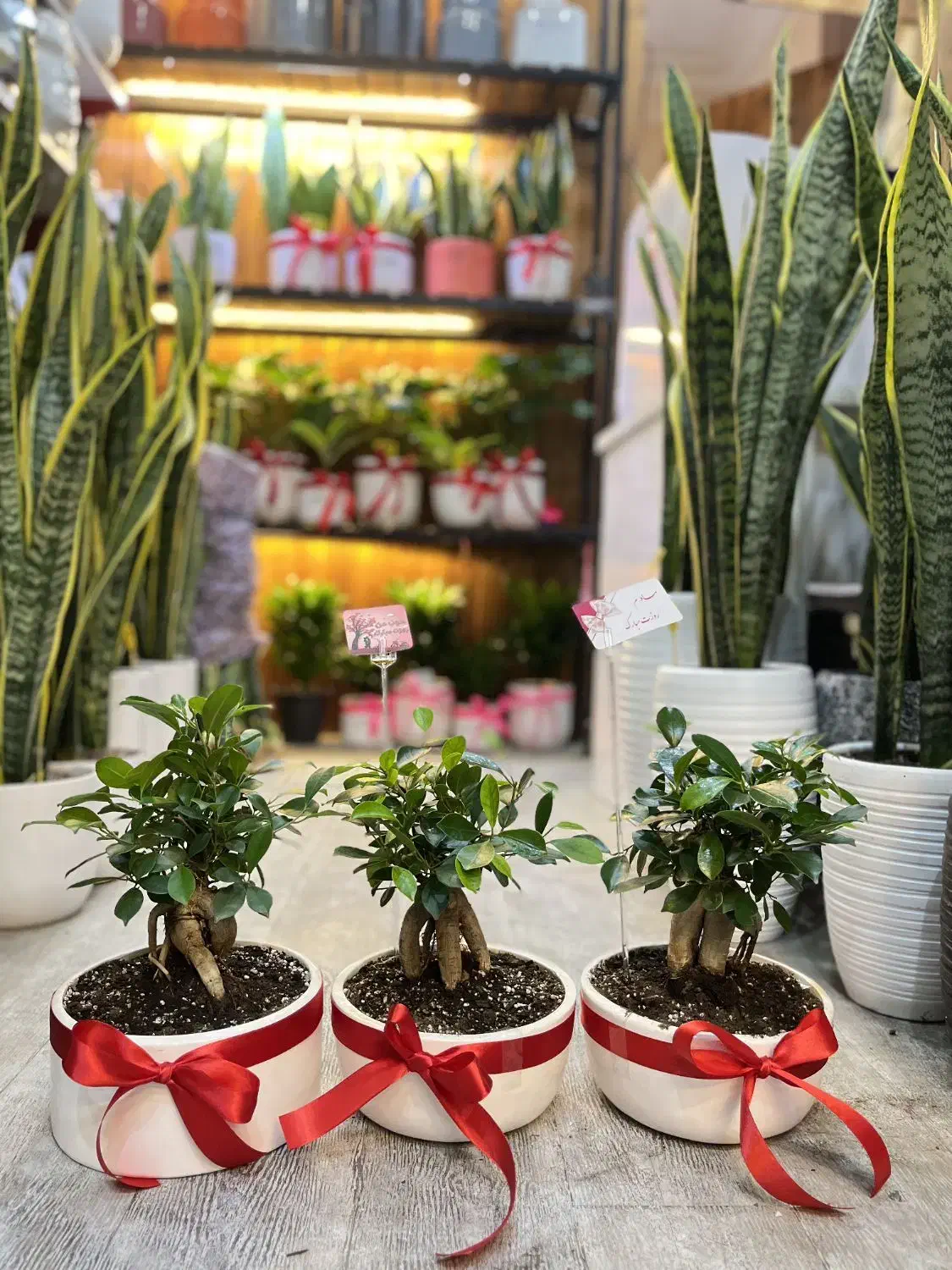 گل بنسای درختچه بنسای گل آپارتمانی|گل و گیاه طبیعی|تهران, گلستان (شهرک راه آهن)|دیوار