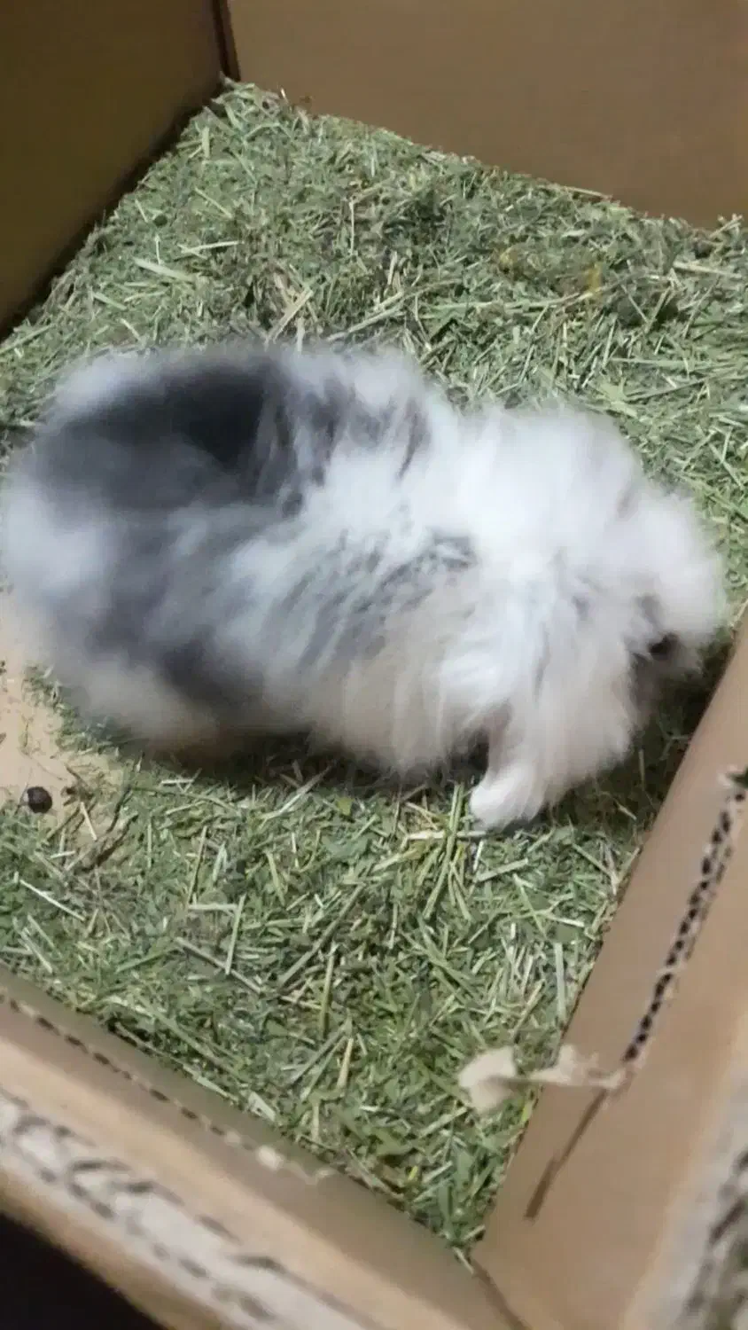 خرگوش لوپ|موش و خرگوش|شبانکاره, |دیوار