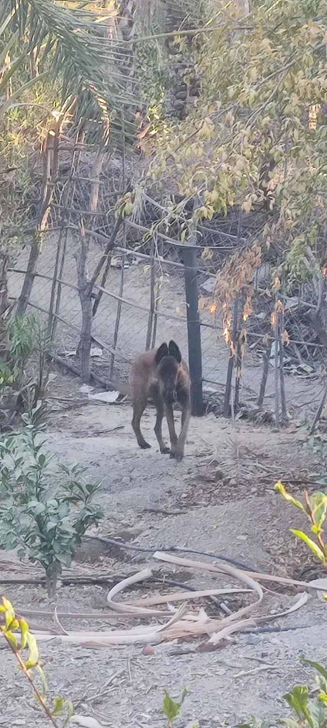 سگ مالینیوز|سگ|رودان, |دیوار