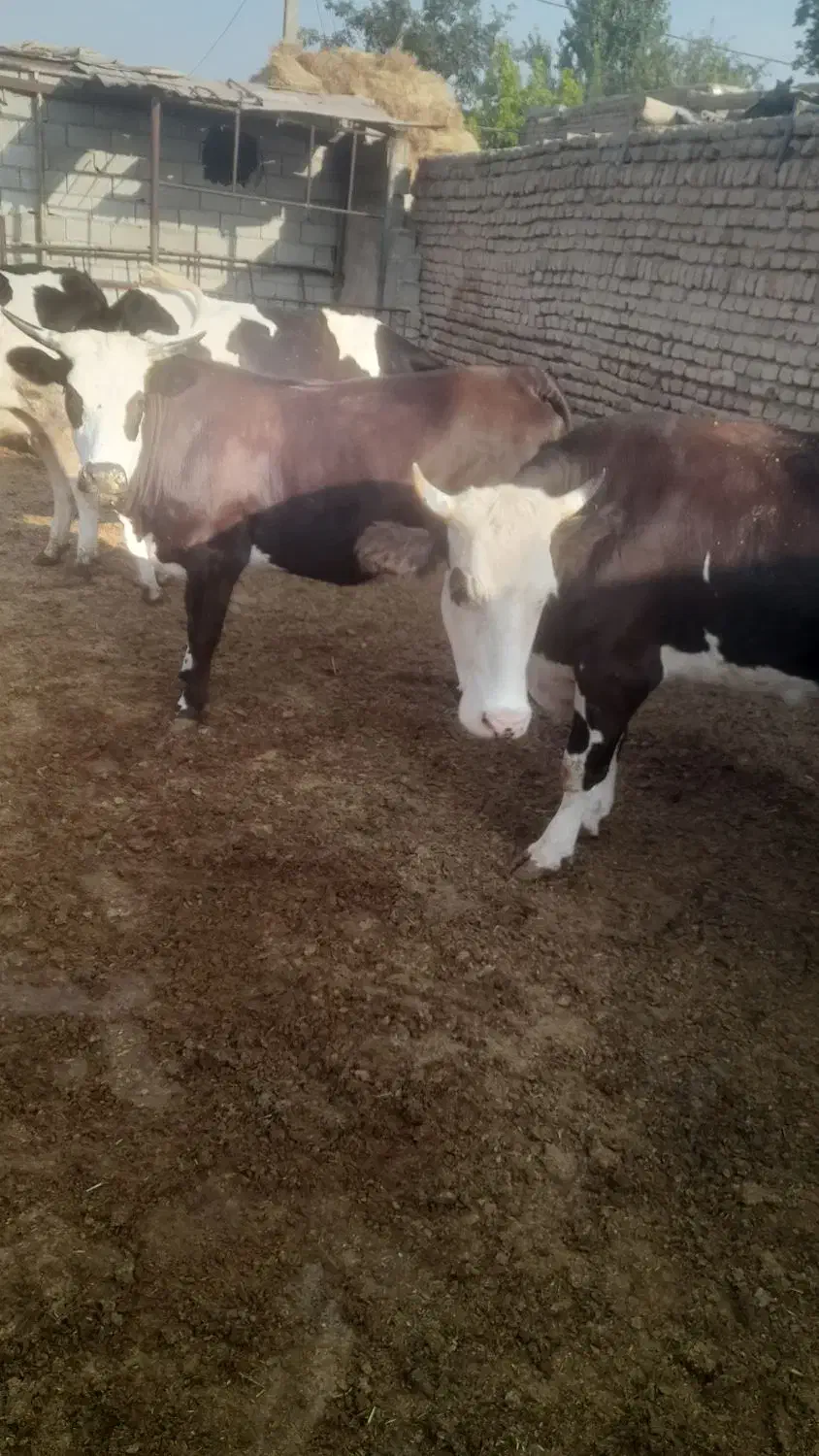 شیر گاو سیمینتال|خوردنی و آشامیدنی|هشتگرد, شهرک کوثر|دیوار