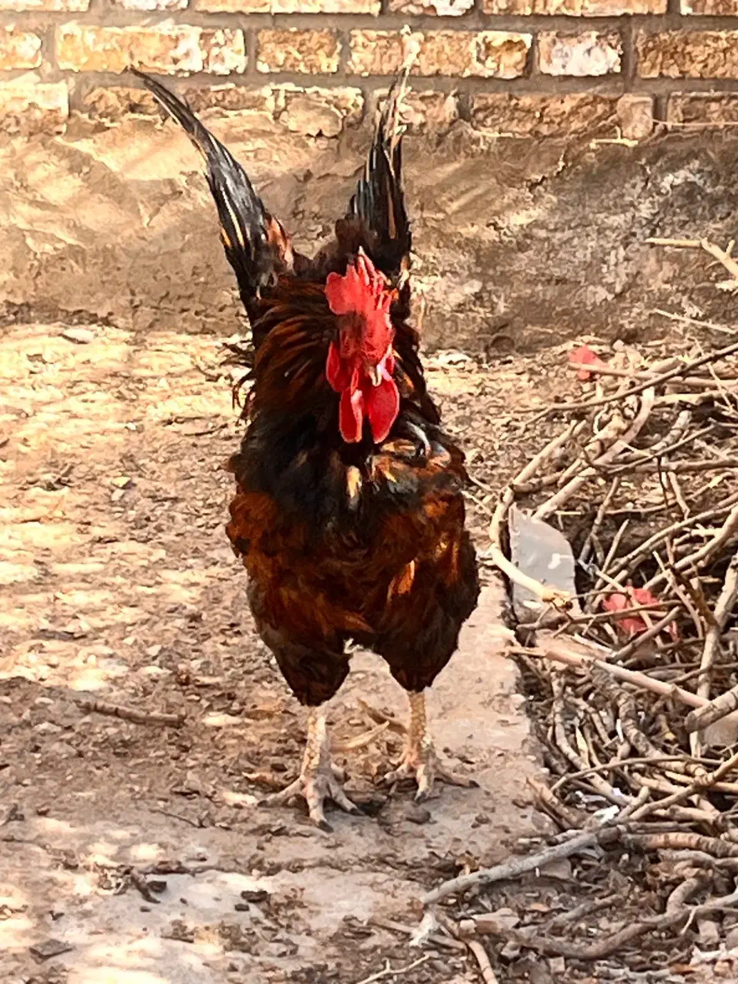 خروس|حیوانات مزرعه|اردکان, |دیوار