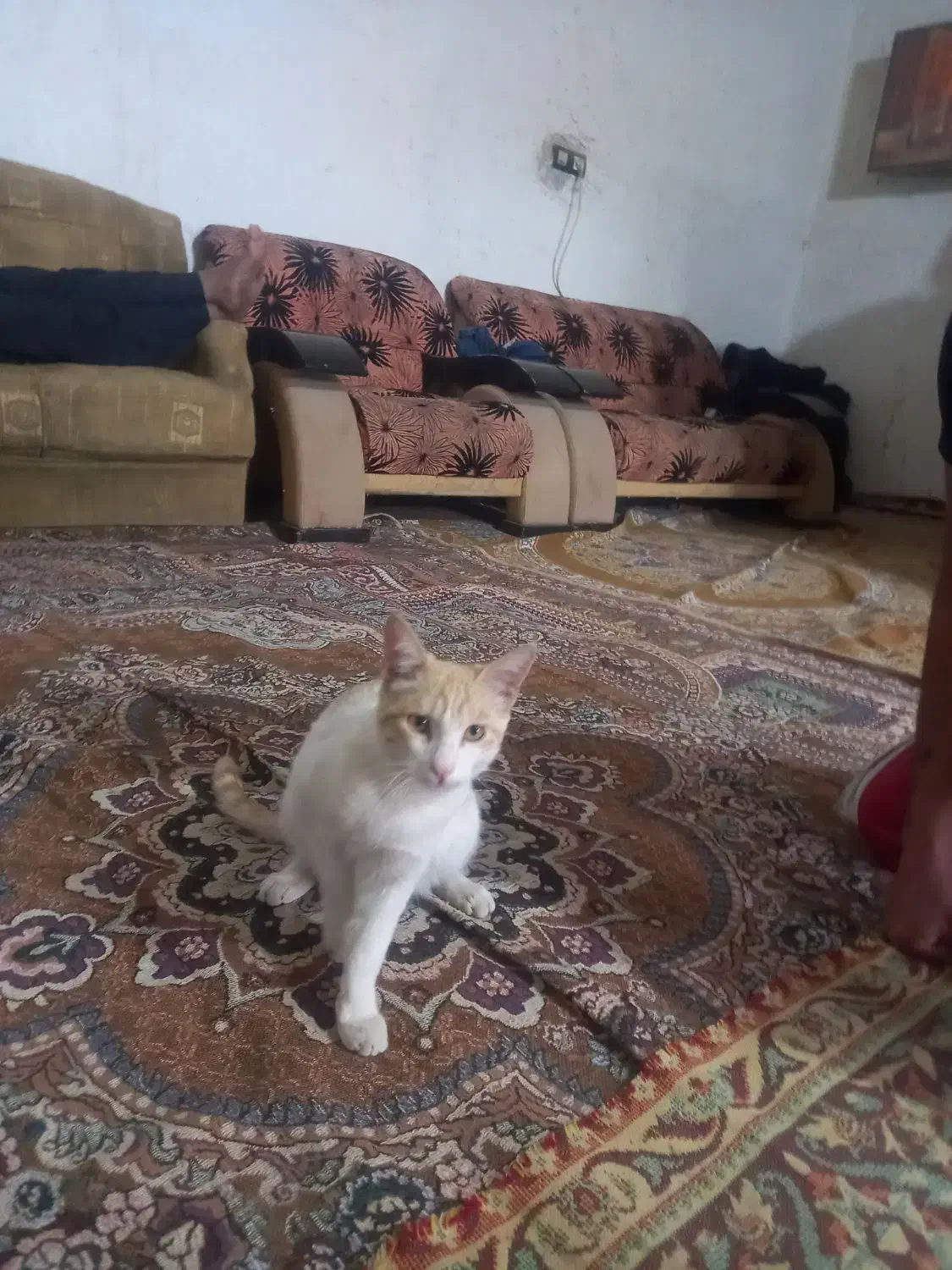 یک گربه اهلی تربیت شده ودوجفت کبوتر|گربه|زابل, |دیوار