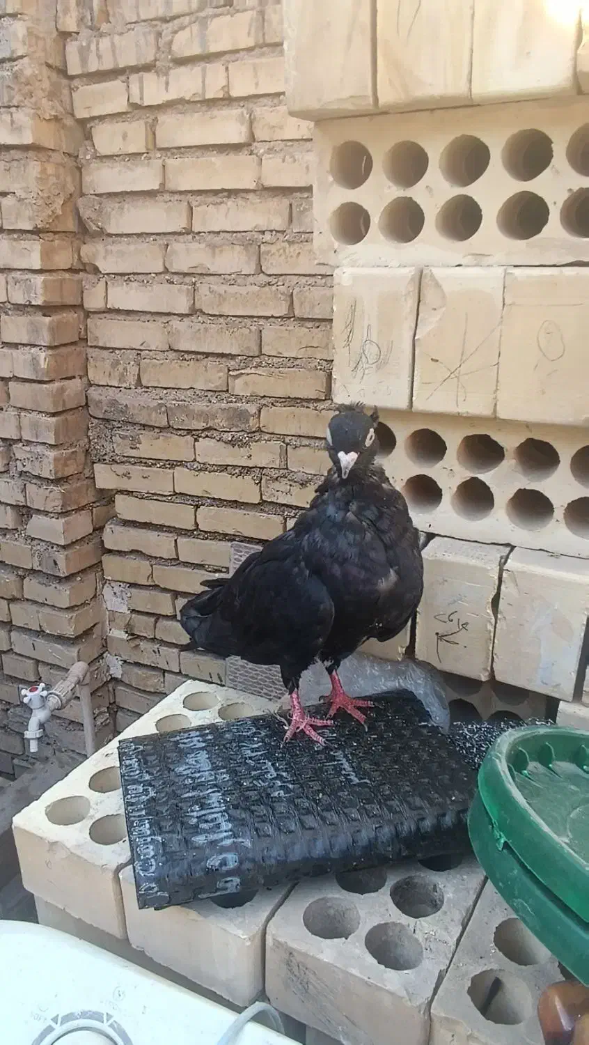 کفتر زاغ و پلاکی|پرنده|خرمشهر, |دیوار