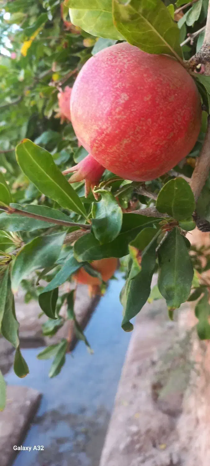 انار دهشیر|خوردنی و آشامیدنی|تفت, |دیوار
