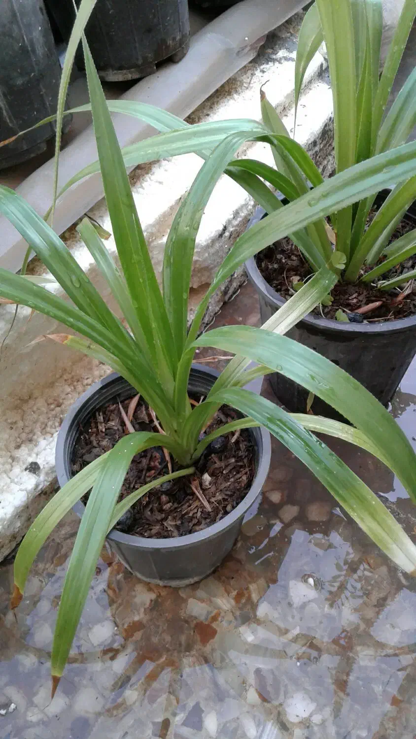 گل وگیاه طبیعی قیمت مناسب|گل و گیاه طبیعی|برازجان, |دیوار