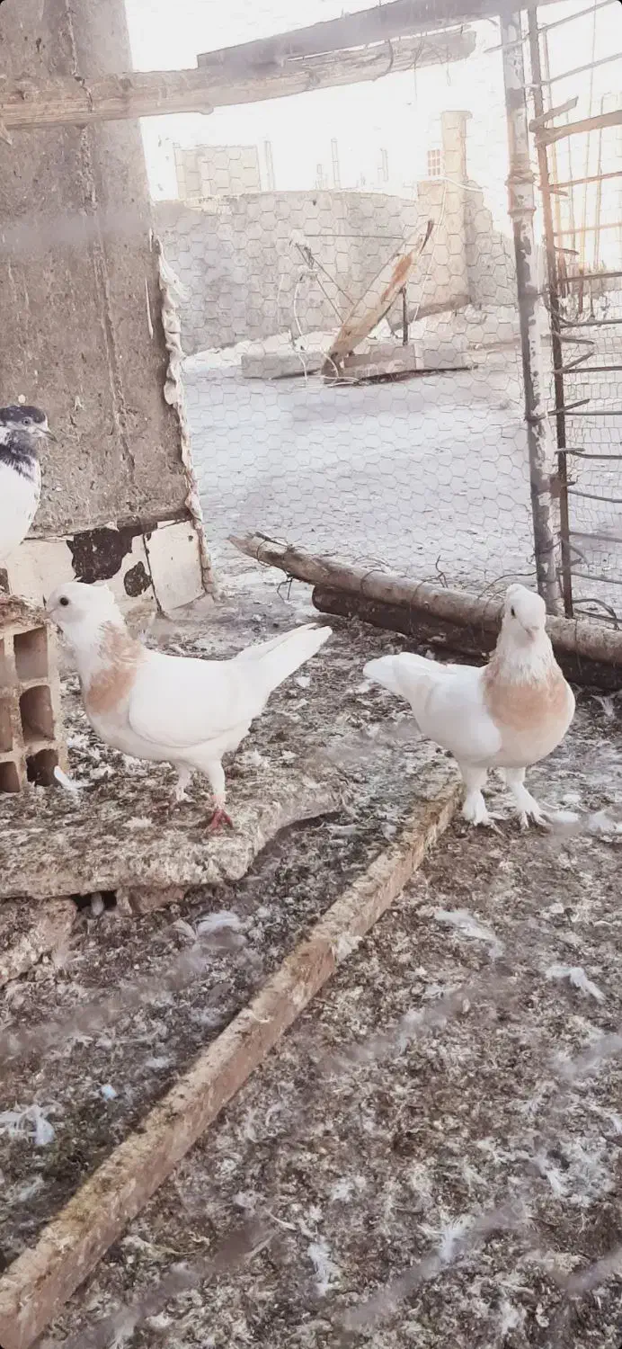 ۲عدد کبوتر نوک قناری|پرنده|پارسآباد, |دیوار