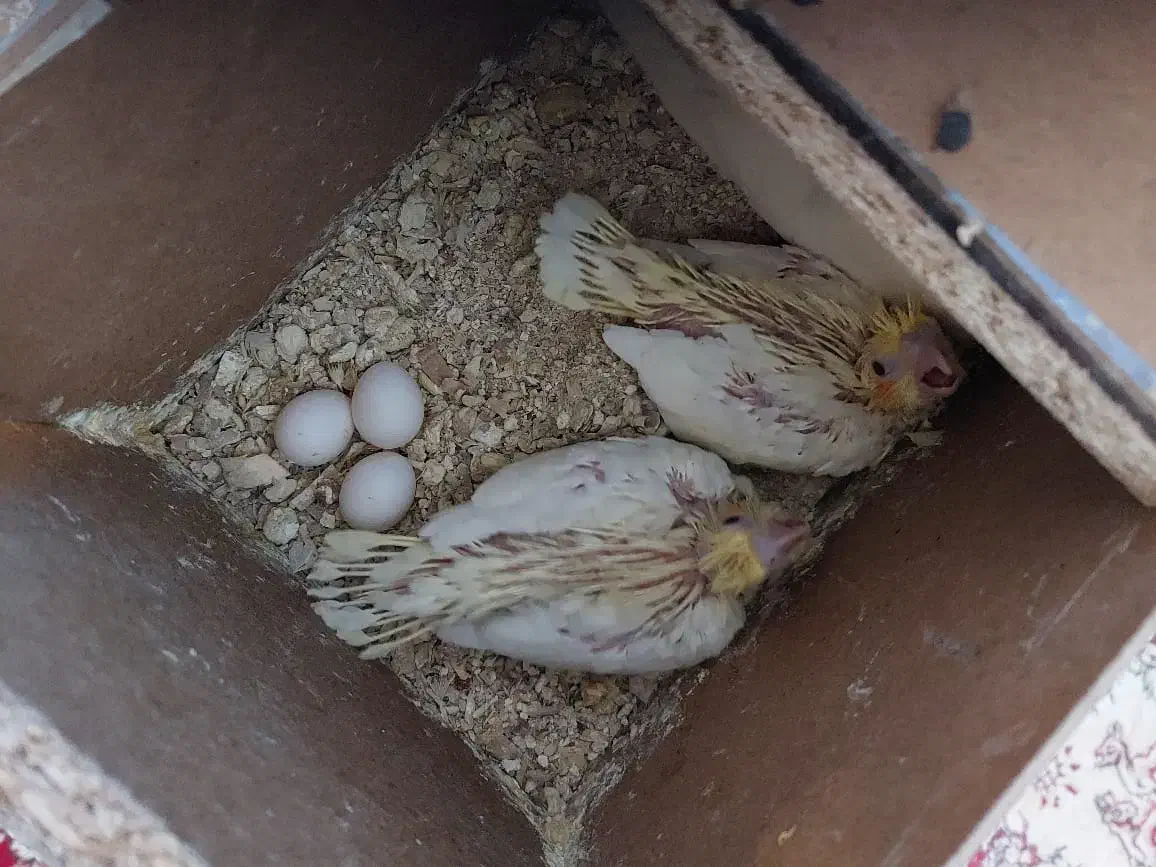 عروس لوتینو زعفرونی با سه تا جوجه و چهارتخم|پرنده|مشهد, شهرک مهرگان|دیوار