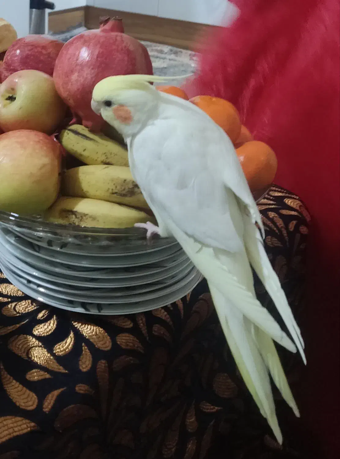 پرنده گم شده، به یابنده مژدگانی داده میشه|حیوانات|تهران, خرمشهر|دیوار