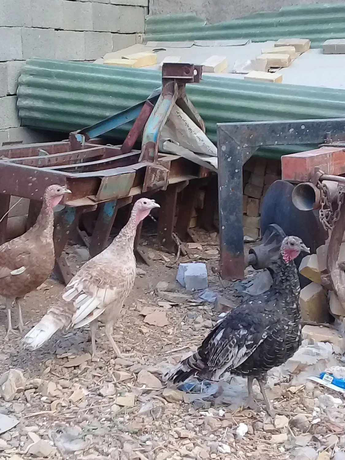 بوقلمون|حیوانات مزرعه|خرمدره, |دیوار