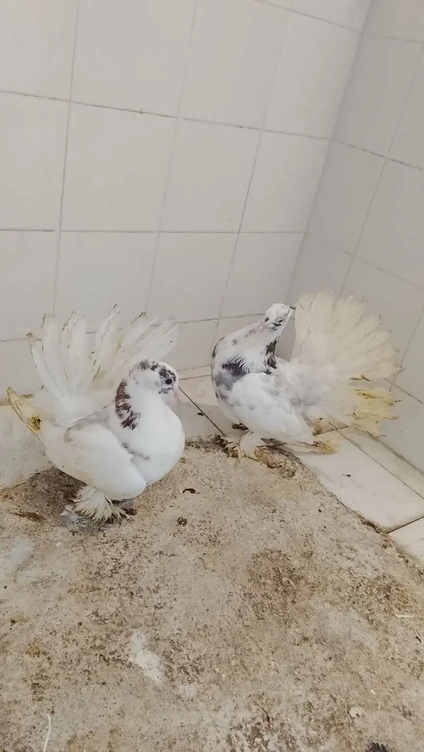 کبوتر دمچتری|پرنده|جویبار, |دیوار