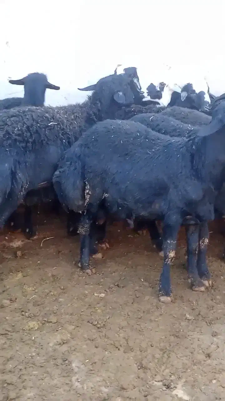 بره قوچ های موفر|حیوانات مزرعه|باروق, |دیوار