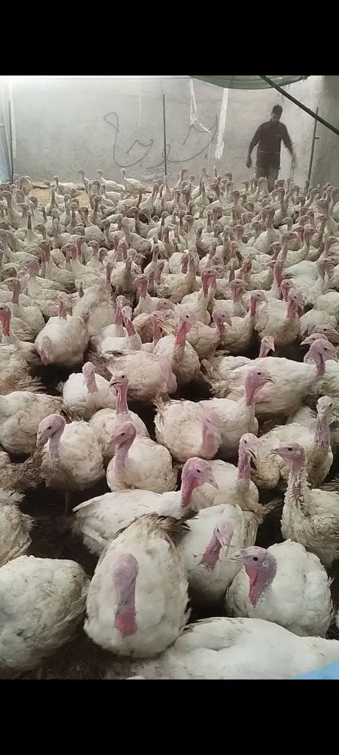 بوقلمون بیوتی ۶|حیوانات مزرعه|اصفهان, ارغوانیه|دیوار