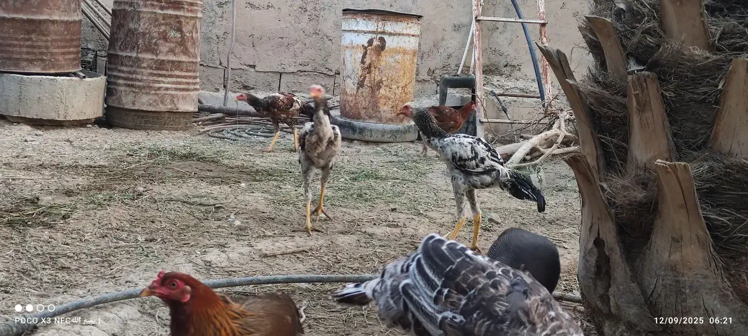 مرغ بوقلمون|حیوانات مزرعه|فاریاب, |دیوار