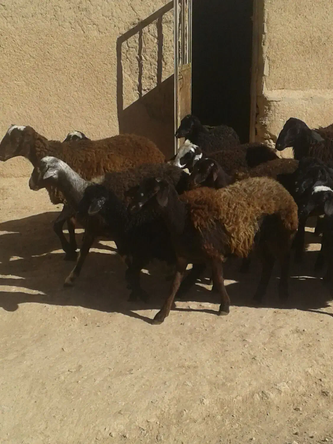 بره بهاری|حیوانات مزرعه|درگهان, |دیوار
