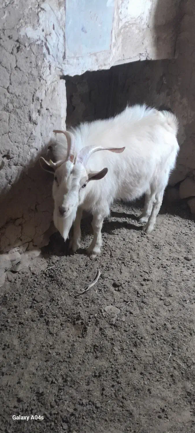 نربزسانن نژاددار|حیوانات مزرعه|درمیان, |دیوار