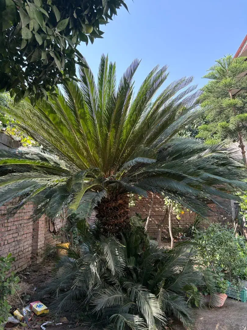 فروش گل سیکاس +۵متر|گل و گیاه طبیعی|دابودشت, |دیوار