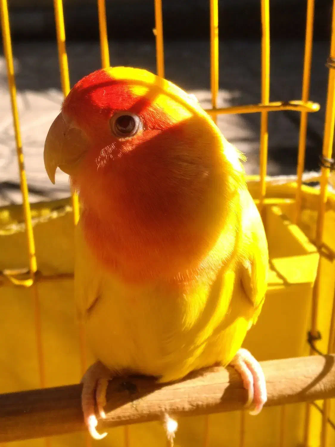 طوطی برزیلی|پرنده|اسلامشهر, شهرک محمدیه|دیوار