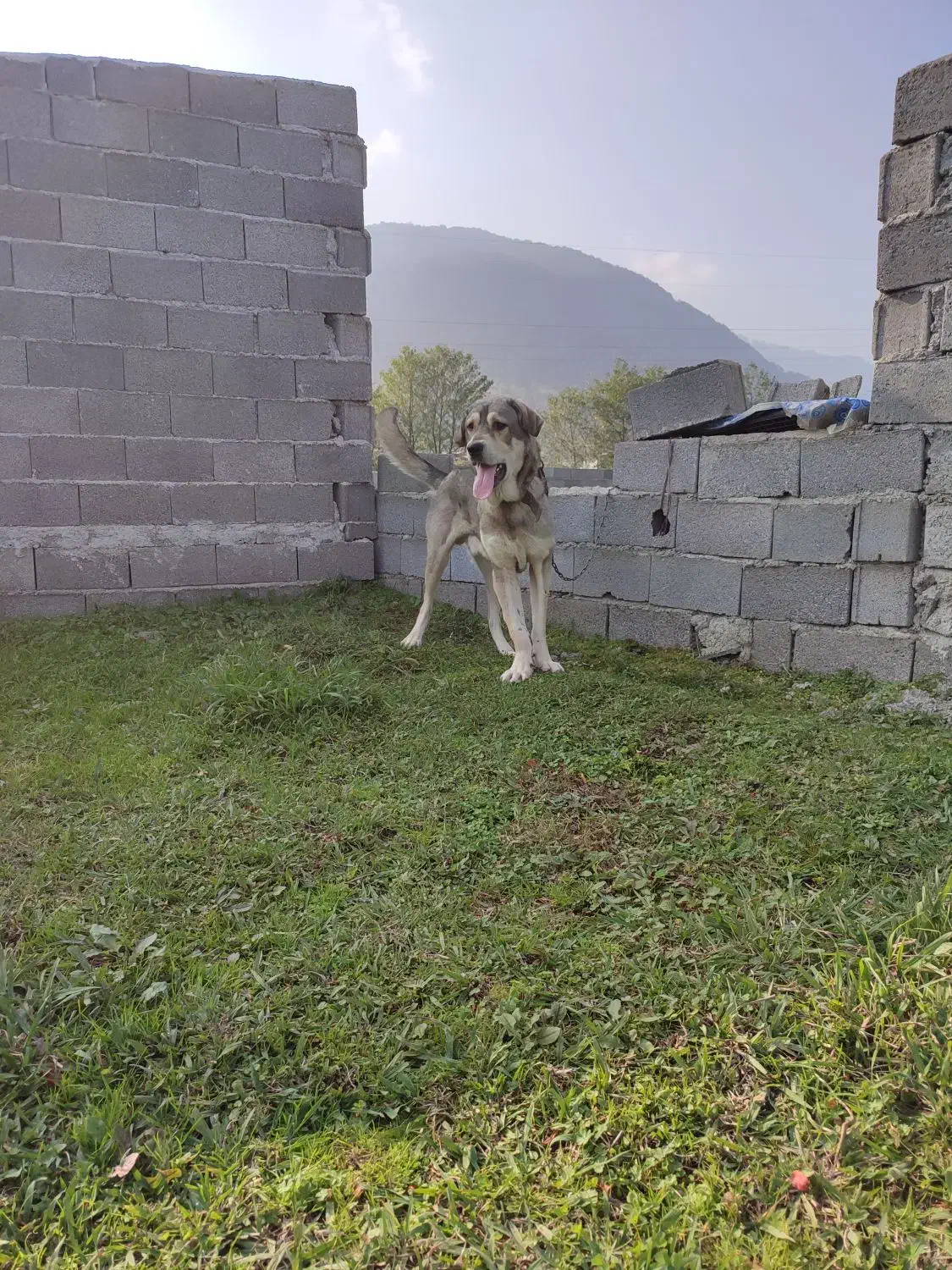 توله پژدر|سگ|چابکسر, |دیوار