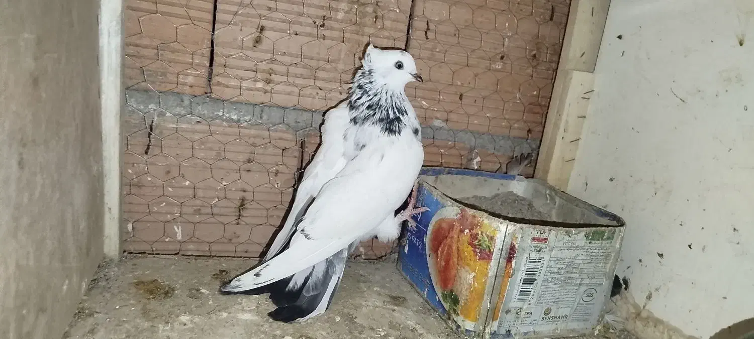 کبوتر|پرنده|علی‌آباد کتول, |دیوار