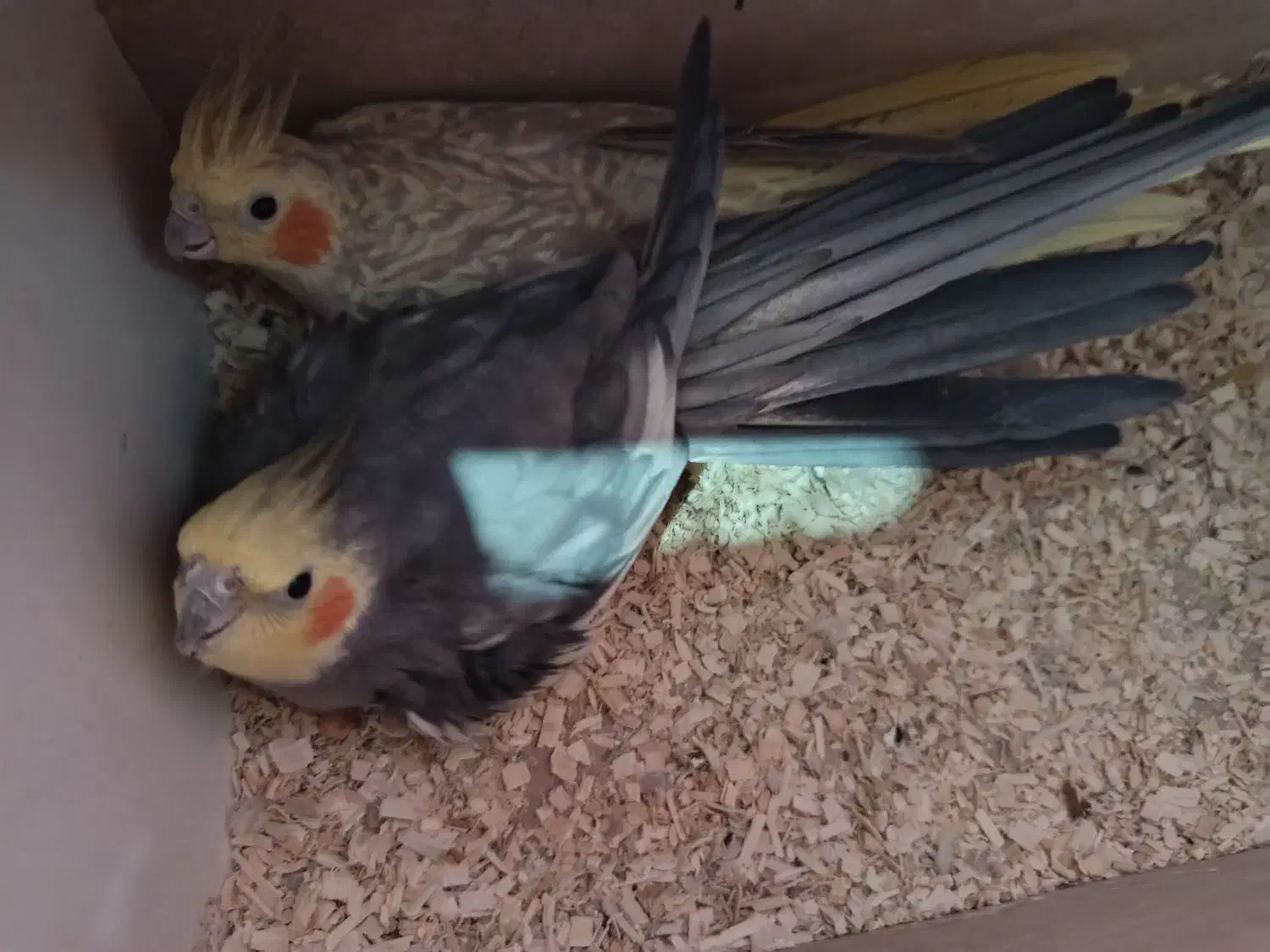 جفت عروس هلندی مولد|پرنده|جیرفت, |دیوار