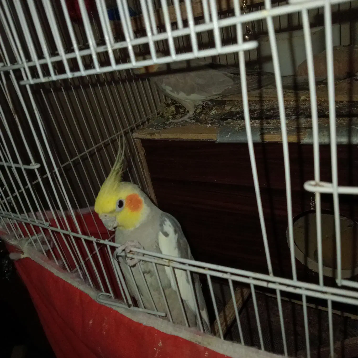 عروس هلندی طوطی|پرنده|تهران, پاسداران|دیوار