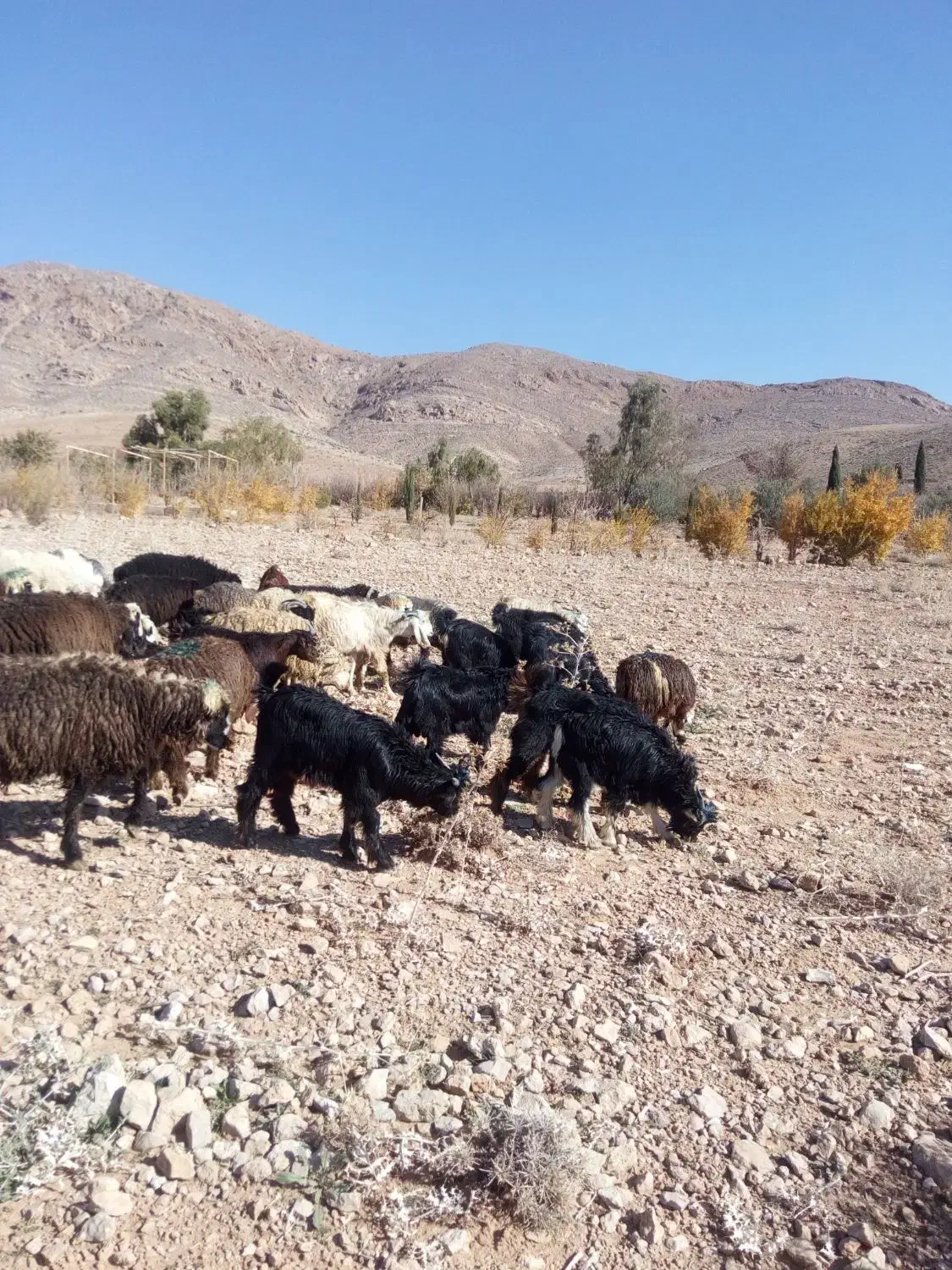 گوسفند زنده|حیوانات مزرعه|شیراز, شهرک مهدیه|دیوار