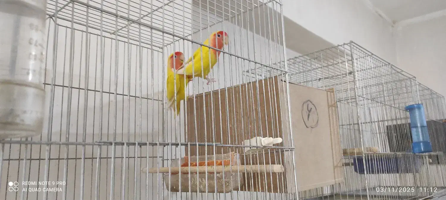 کوتوله مولد|پرنده|بابا حیدر, |دیوار