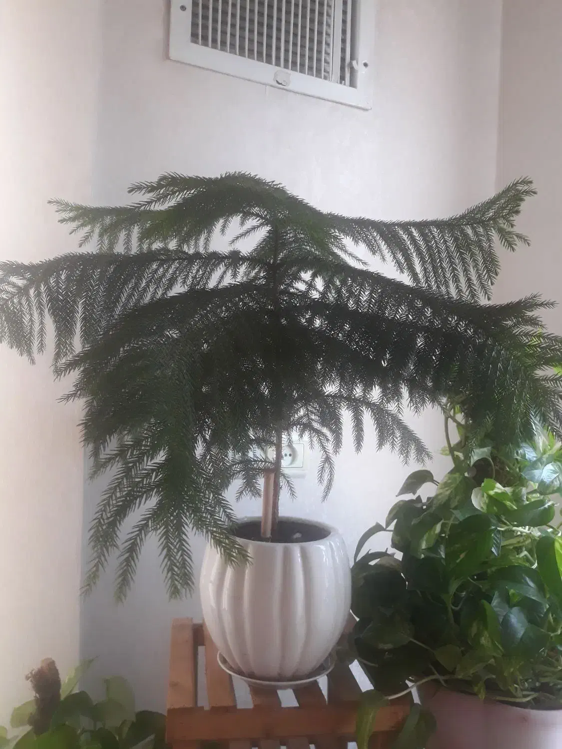 گل پتوس و کاج مطبق|گل و گیاه طبیعی|مشهد, مشکینی (شهرک غرب)|دیوار