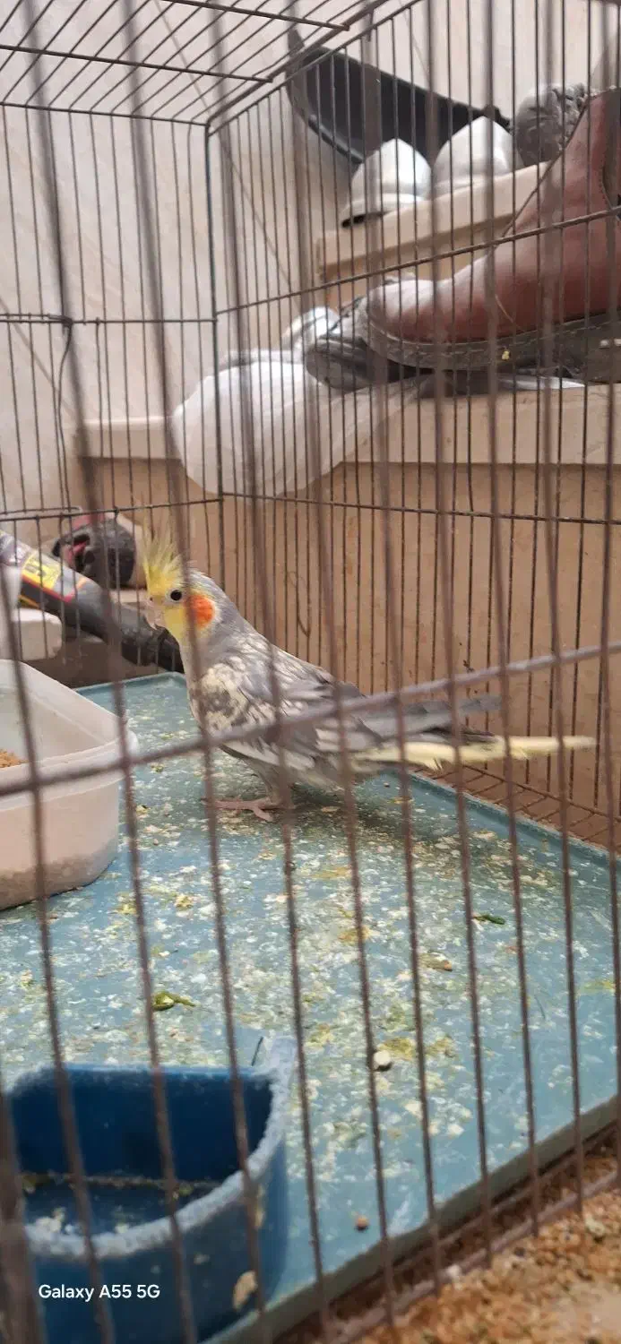 عروس هلندی|پرنده|حمیدیا, |دیوار