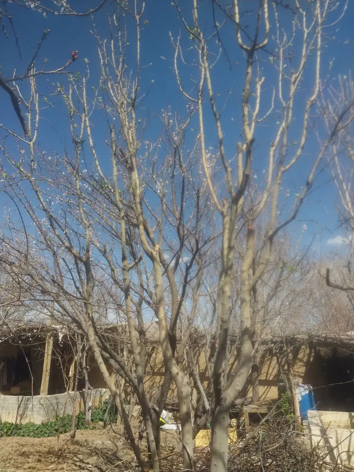 فضله کبوتر مخصوص کشت وکار|خدمات باغبانی و درختکاری|لنجان, |دیوار