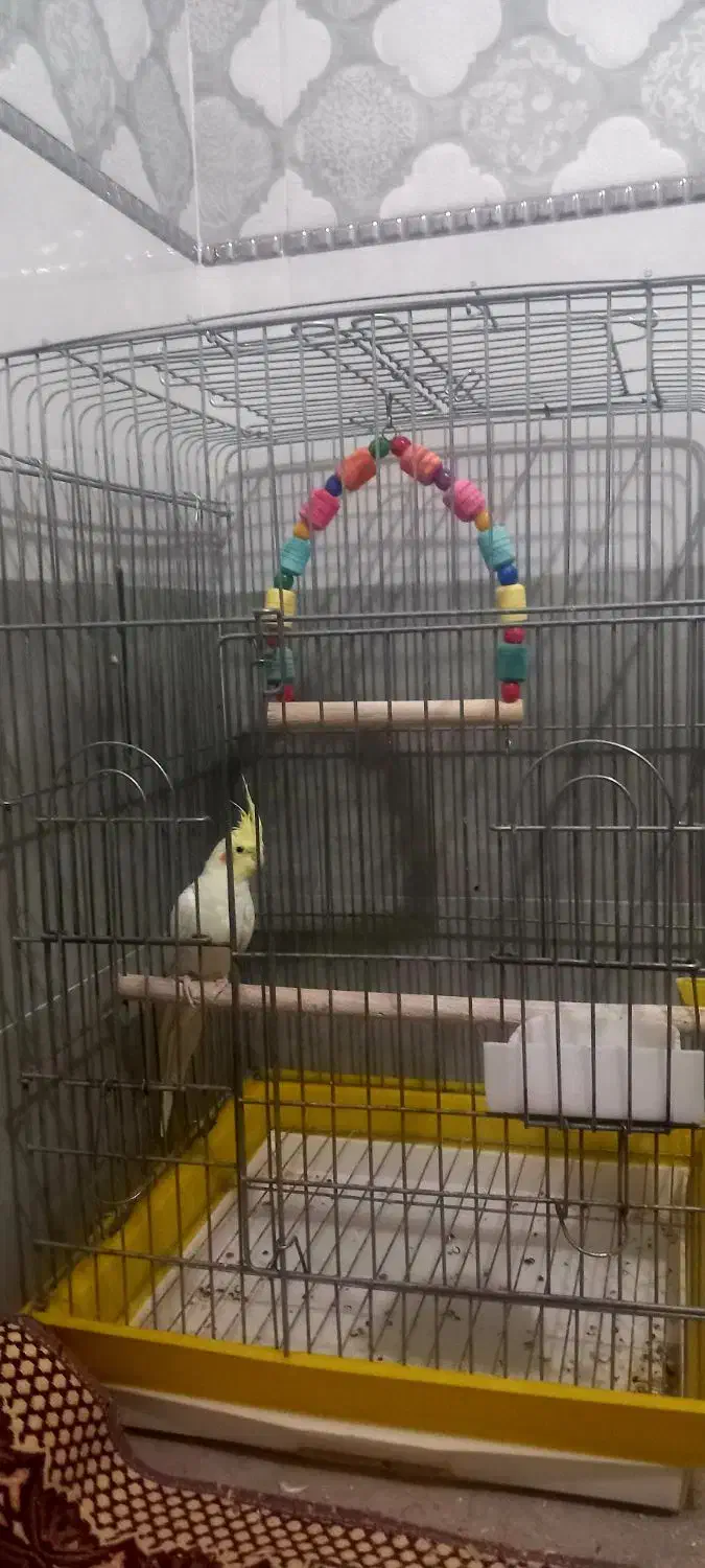 عروس هلندی نر|پرنده|کبودرآهنگ, |دیوار