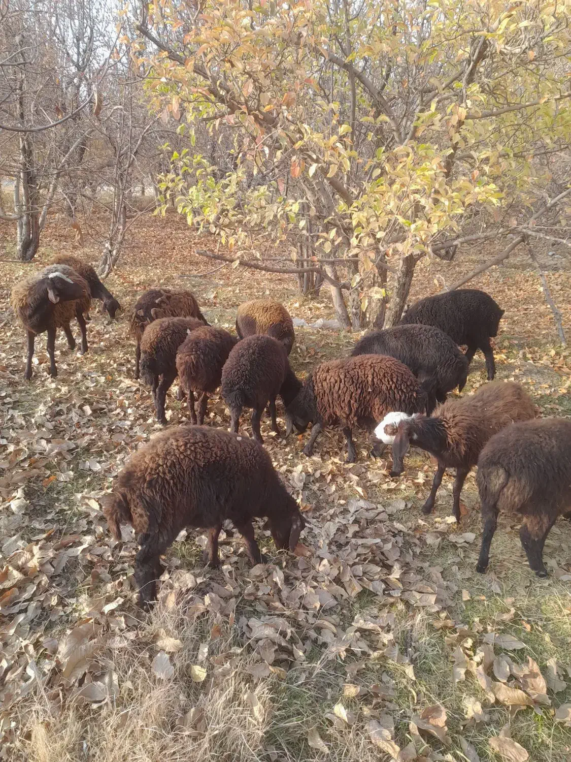 شیشک|حیوانات مزرعه|هشتگرد, اردهه|دیوار