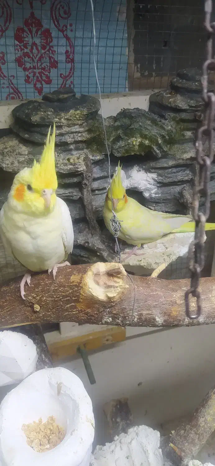 عروس وقفس|پرنده|خرمشهر, |دیوار