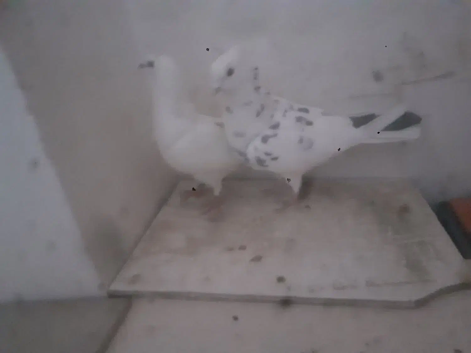 گبوتر|پرنده|اصفهان, ارغوانیه|دیوار