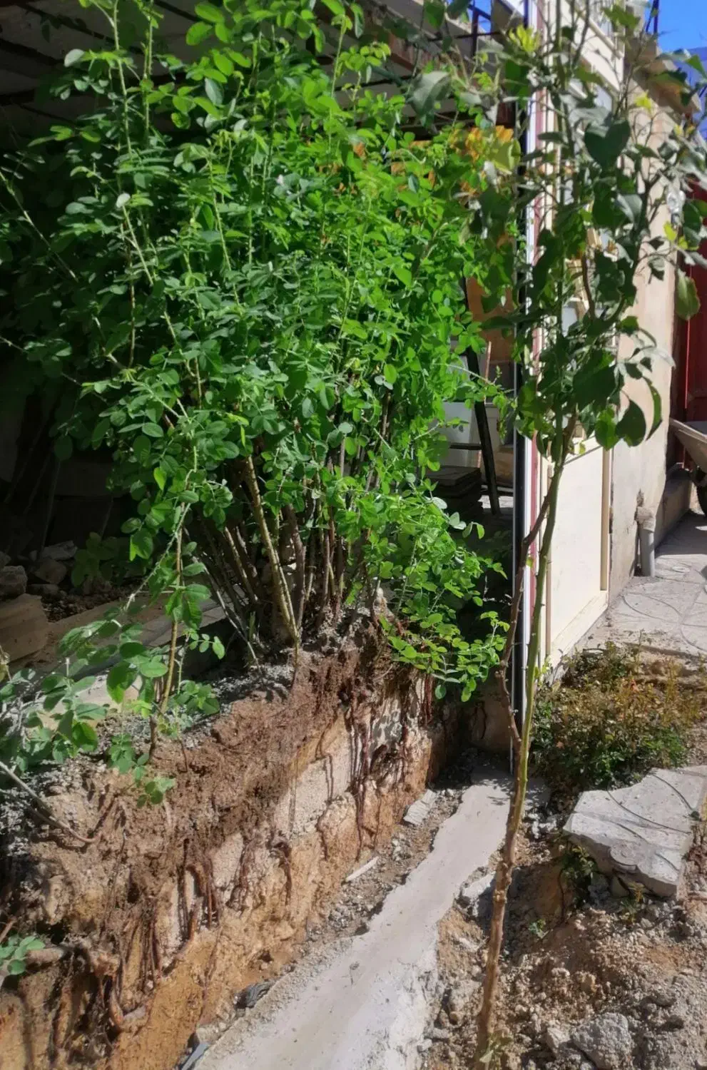 نهال گل محمدی، نارنج|گل و گیاه طبیعی|چرداول, |دیوار