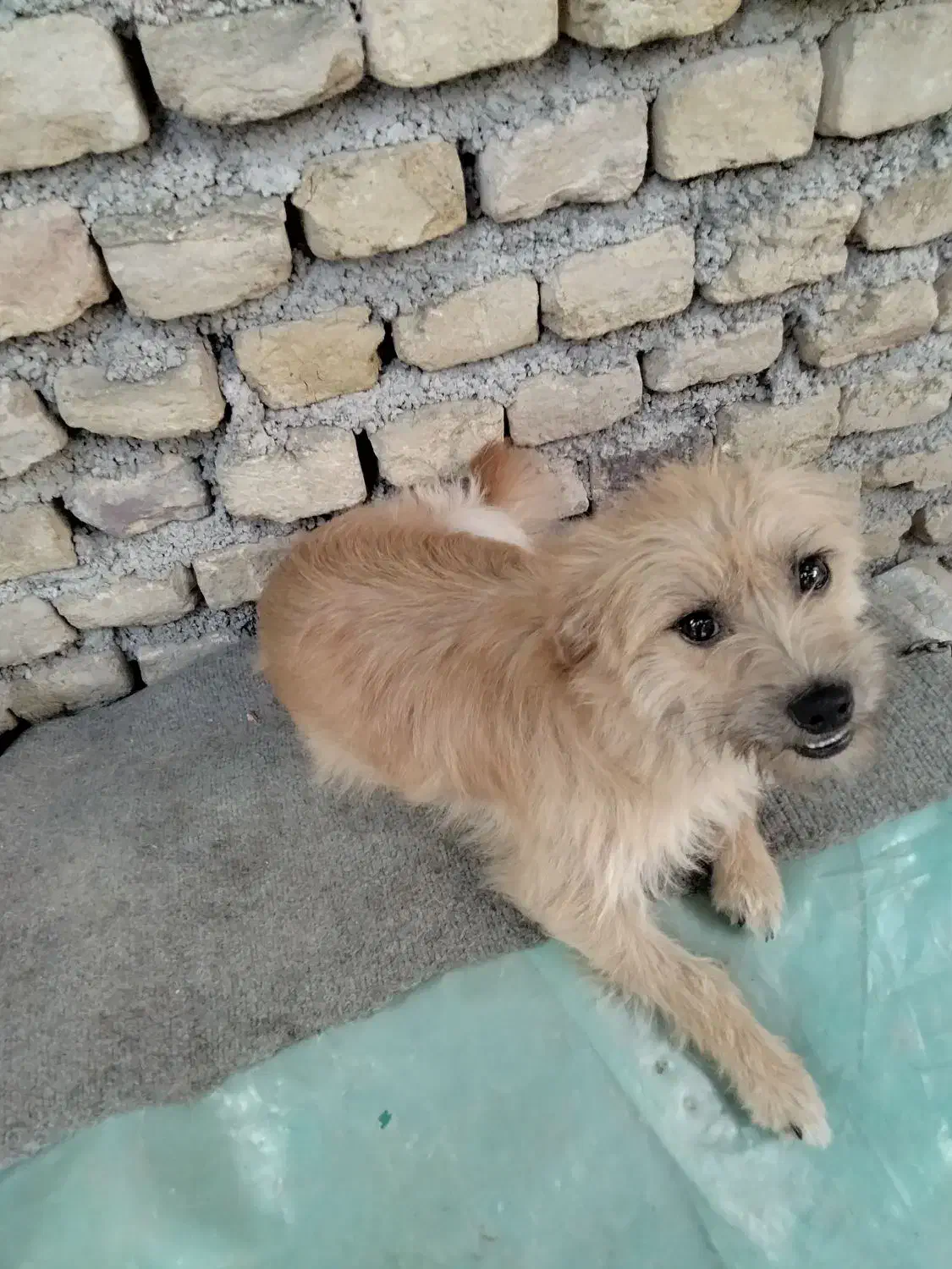 واگذاری سگ پا کوتا  ماده|سگ|آزادشهر, |دیوار