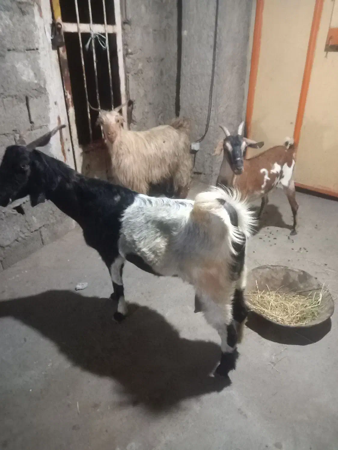 بز ابسن پاکستانی و اشکالی|حیوانات مزرعه|خورموج, |دیوار