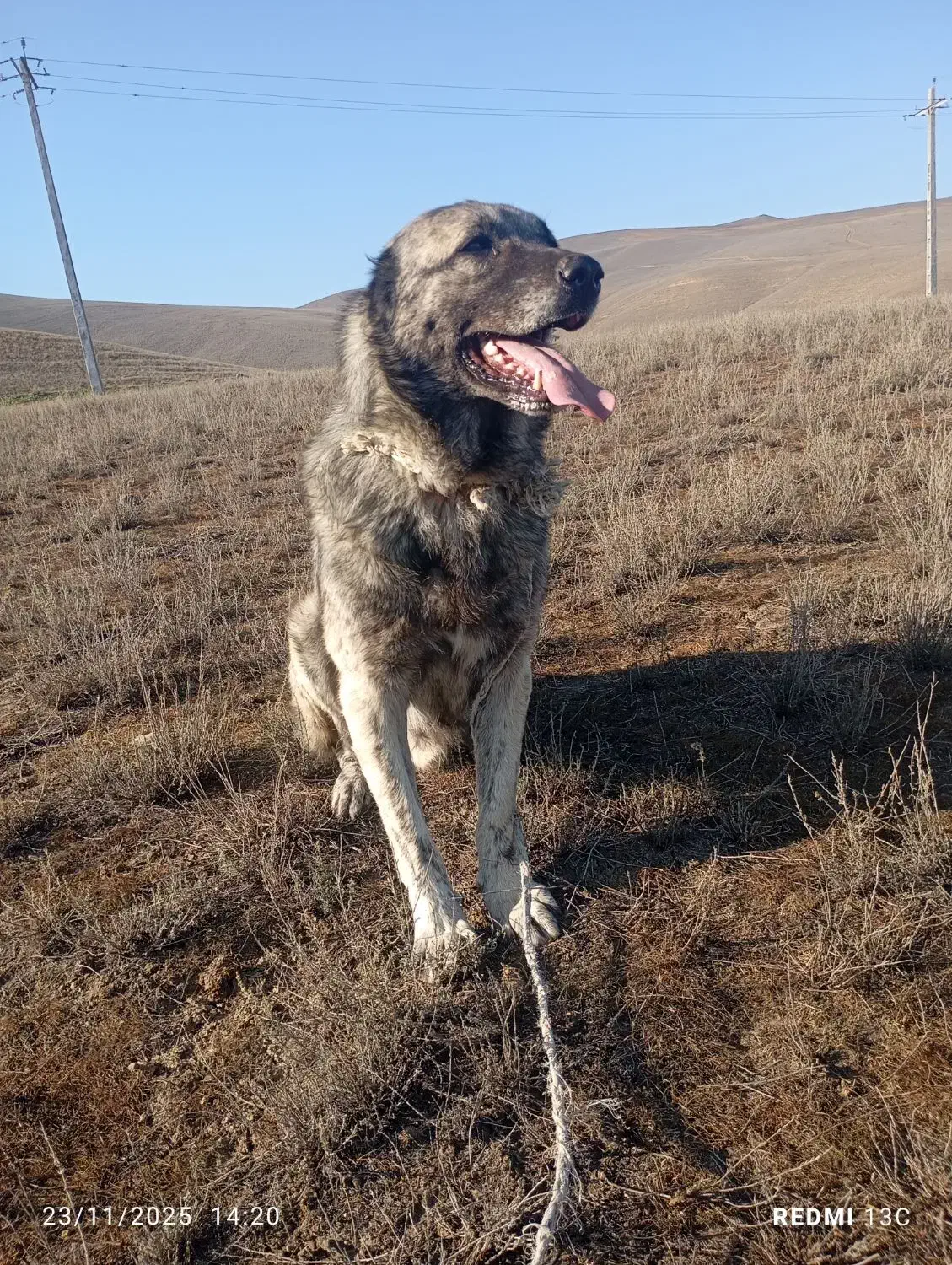 سگ نگهبان گله|سگ|بیله سوار, |دیوار