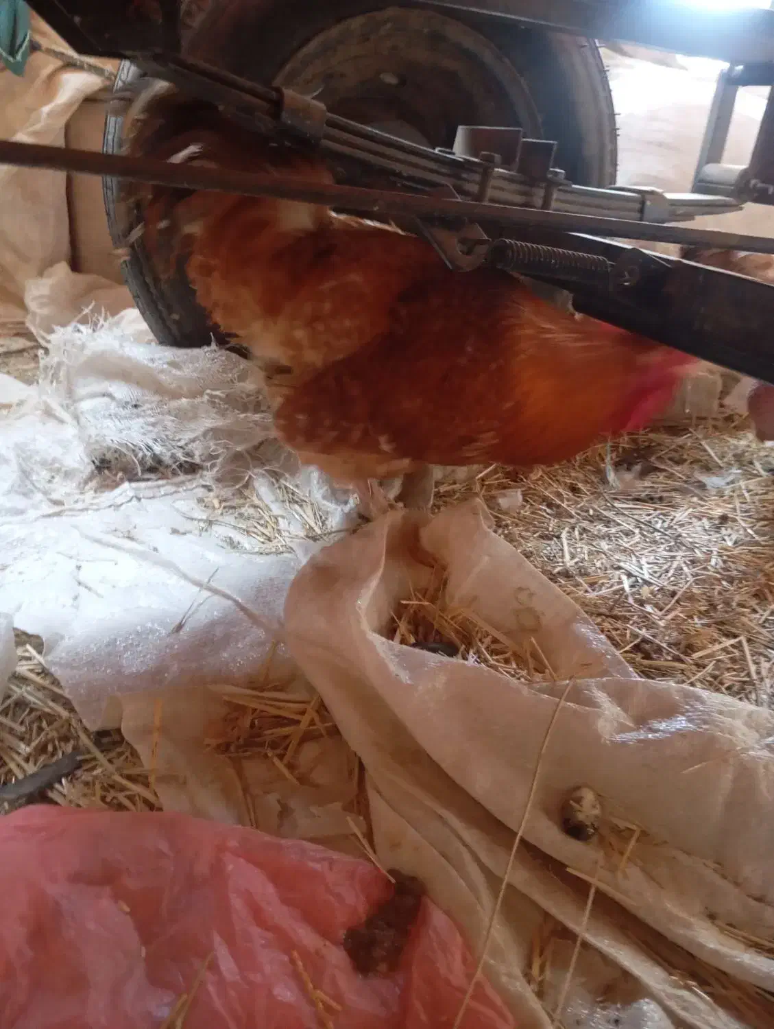 خروس پاپر نژاد برهما چاق سنگین وزن|حیوانات مزرعه|محمدیه-قزوین, |دیوار