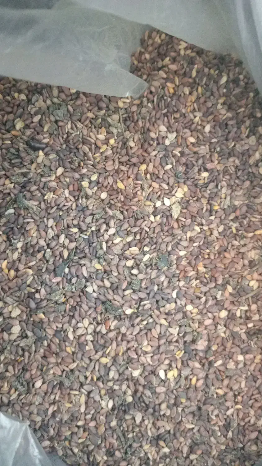 کنجد|عمدهفروشی|کرخه, |دیوار