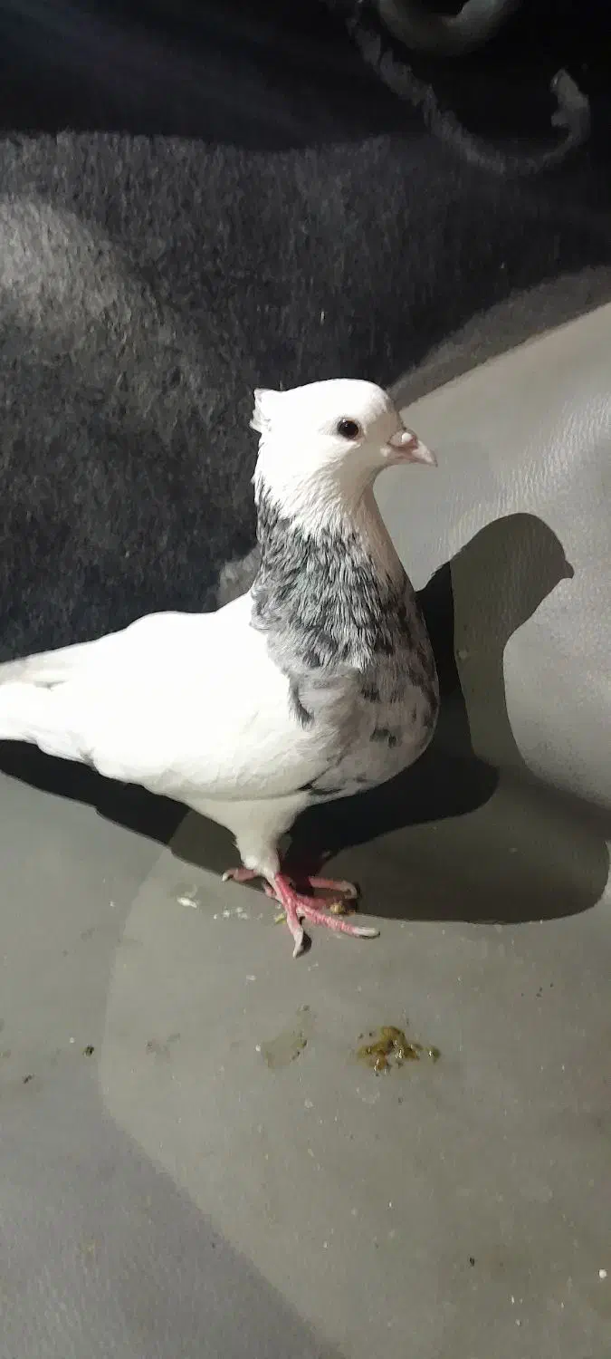 ی جفت طوقی پا|پرنده|کرمانشاه, |دیوار